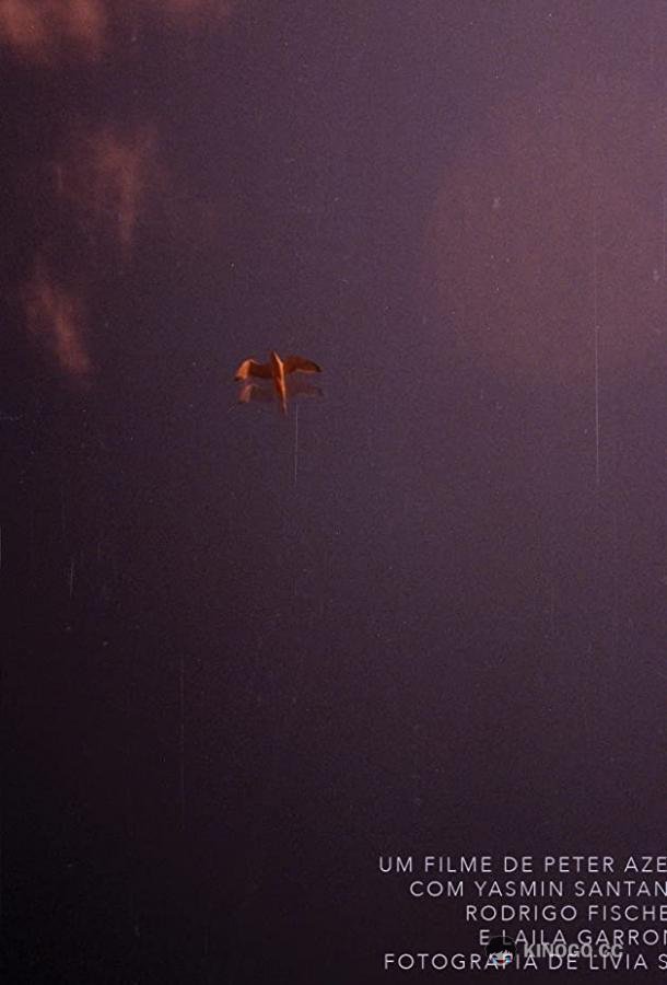 Песочник Calidris (2019)